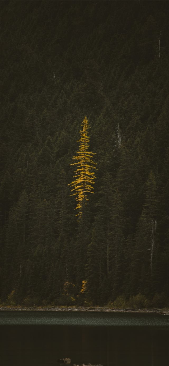 1125x2436 tree near body of water - green iPhone X Wallpaper
