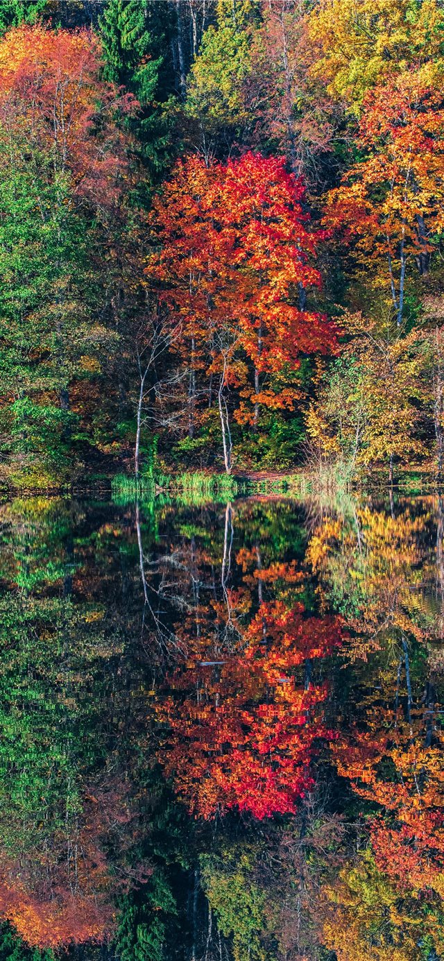1125x2436 view of trees - tree iPhone X Wallpaper