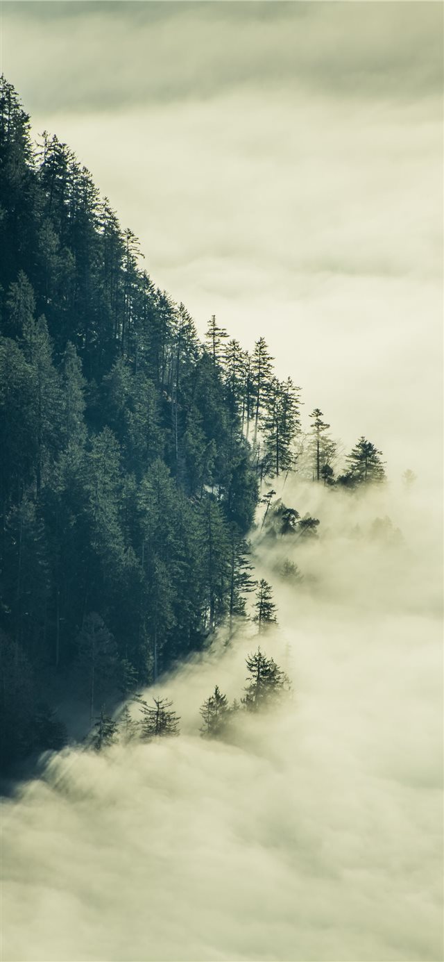1125x2436 green tress with fogs - tree iPhone X Wallpaper