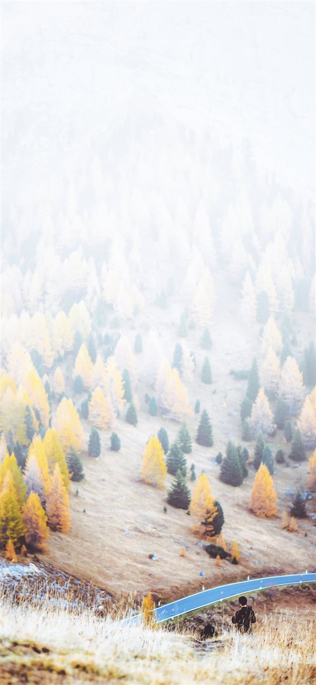 1125x2436 trees during daytime -  iPhone X Wallpaper