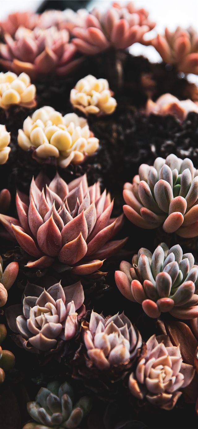 1125x2436 close view of succulents -  iPhone X Wallpaper