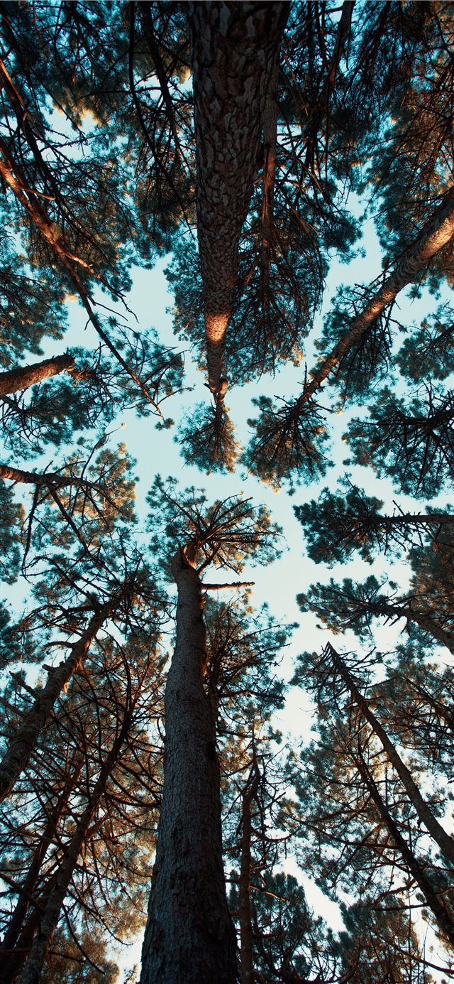 1125x2436 low angle photo ot green trees - tree iPhone X Wallpaper