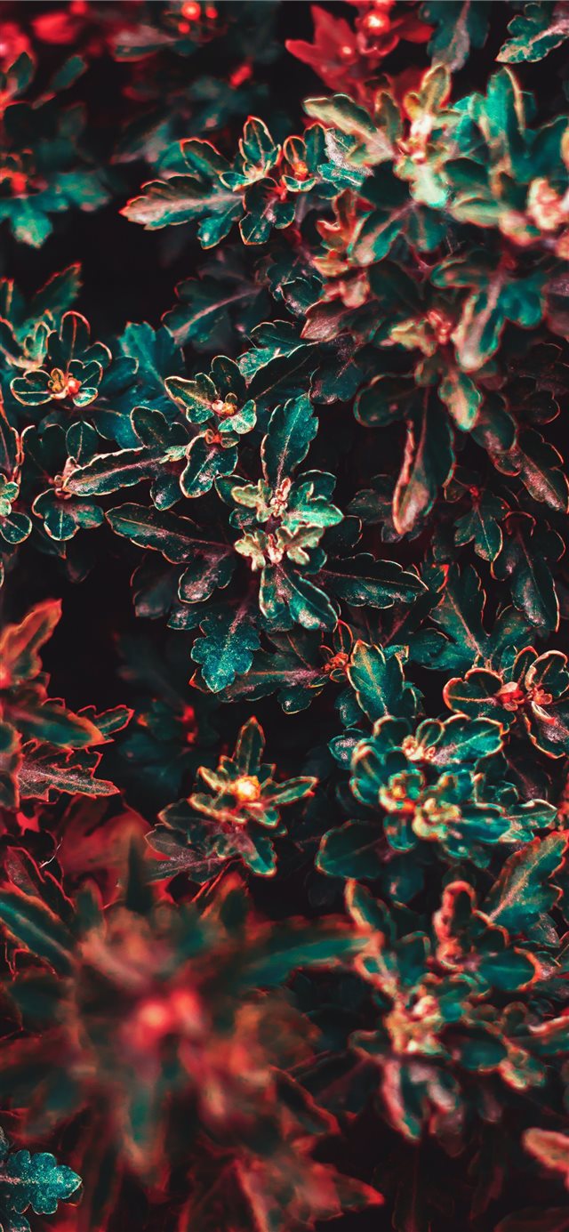 1125x2436 green and red leafed plant - tree iPhone X Wallpaper