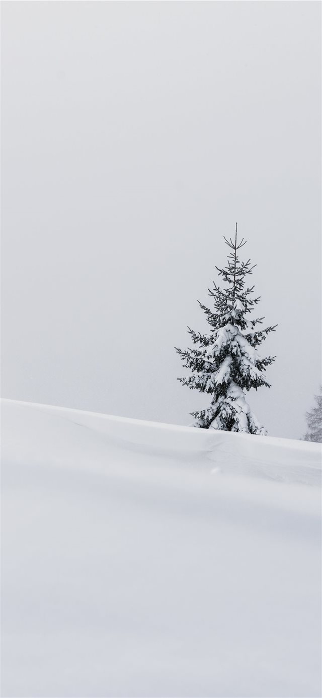 1125x2436 pine tree in the middle of the field - snow iPhone X Wallpaper