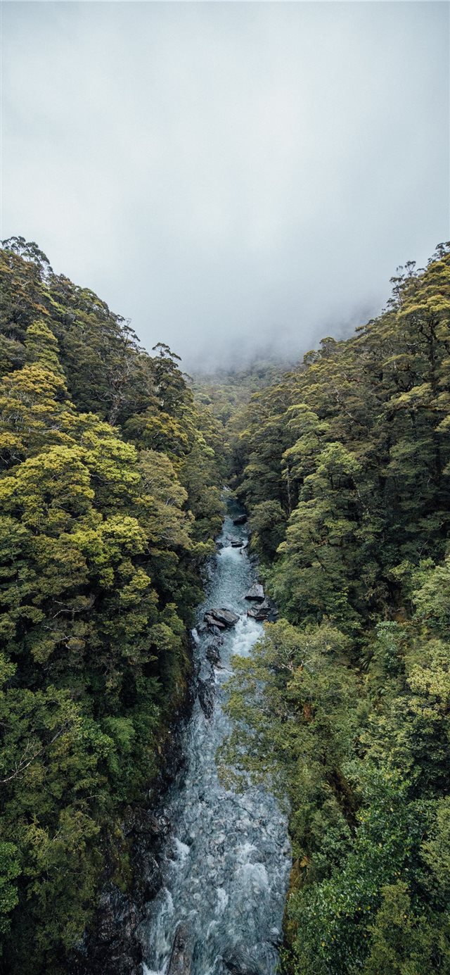1125x2436 river surrounded with trees - tree iPhone X Wallpaper
