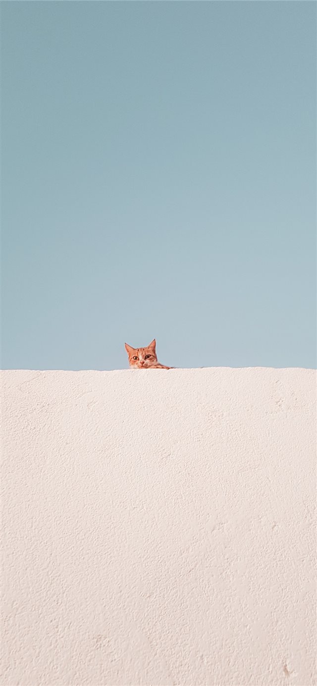 1125x2436 brown tabby cat on concrete roof during daytime - wolf iPhone X Wallpaper