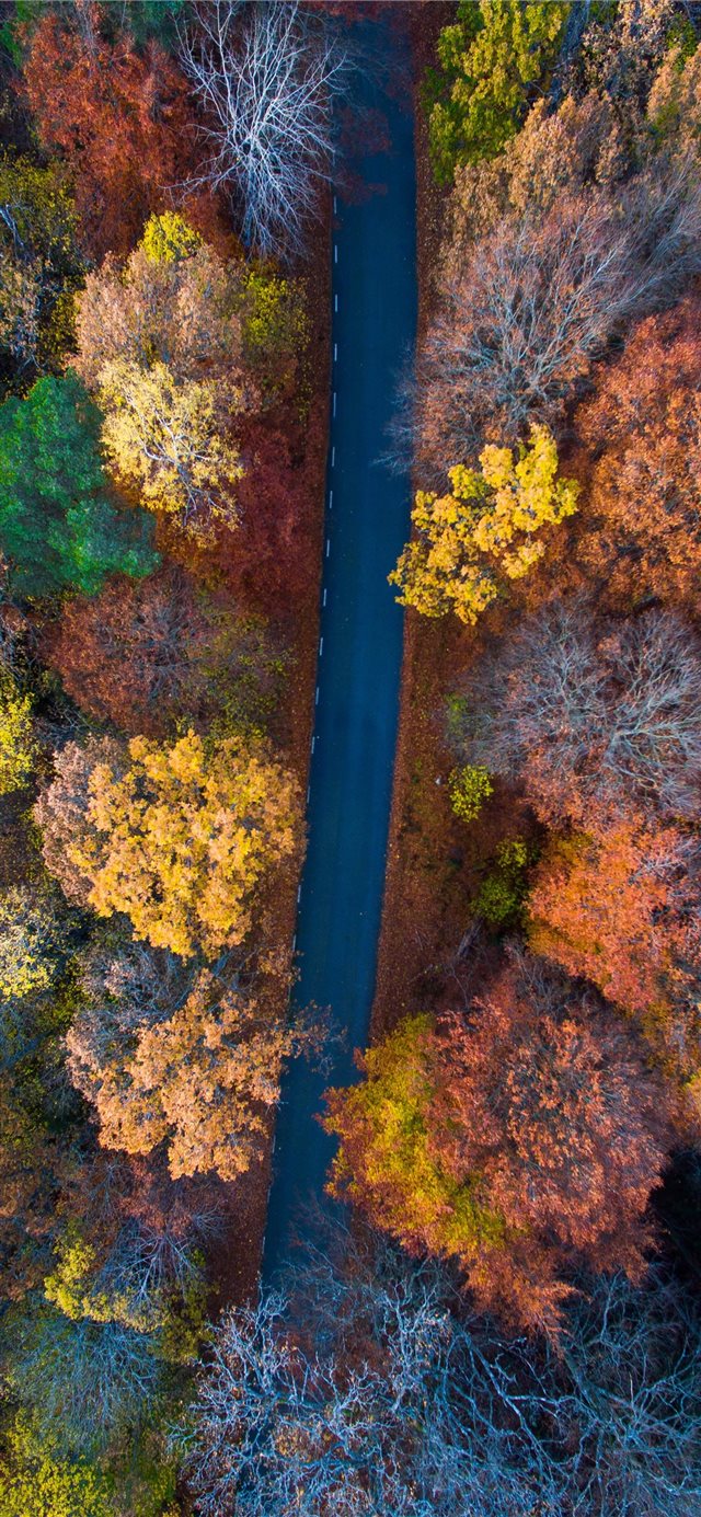 1125x2436 aerial photography of road surrounded with orange ... - sweden iPhone X Wallpaper