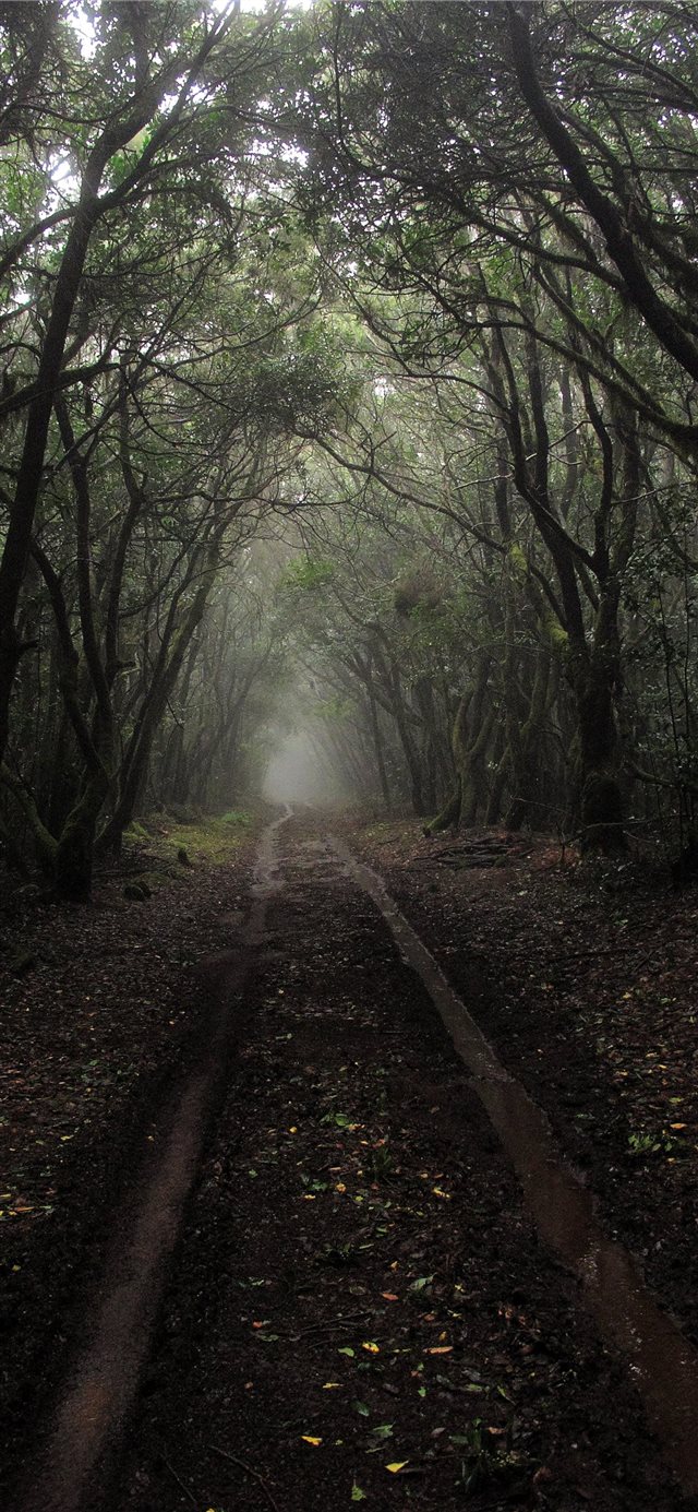 1125x2436 pathway between trees during daytime - spain iPhone X Wallpaper