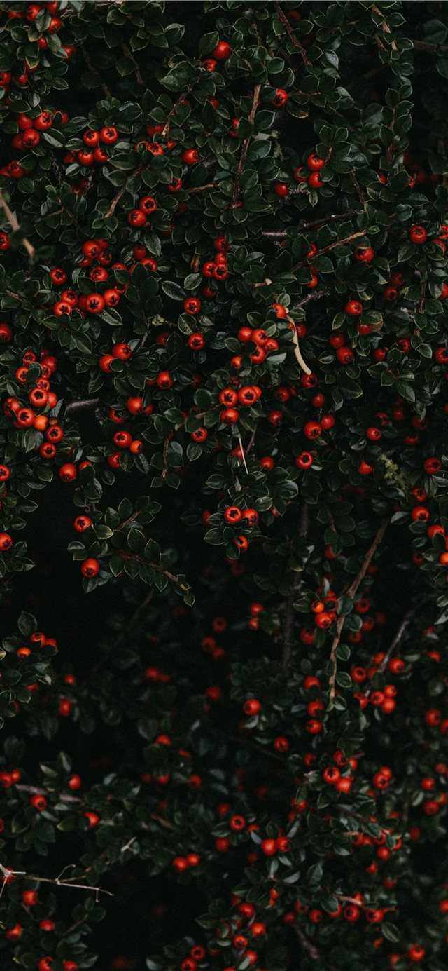 1125x2436 red fruited plant - volcano iPhone X Wallpaper