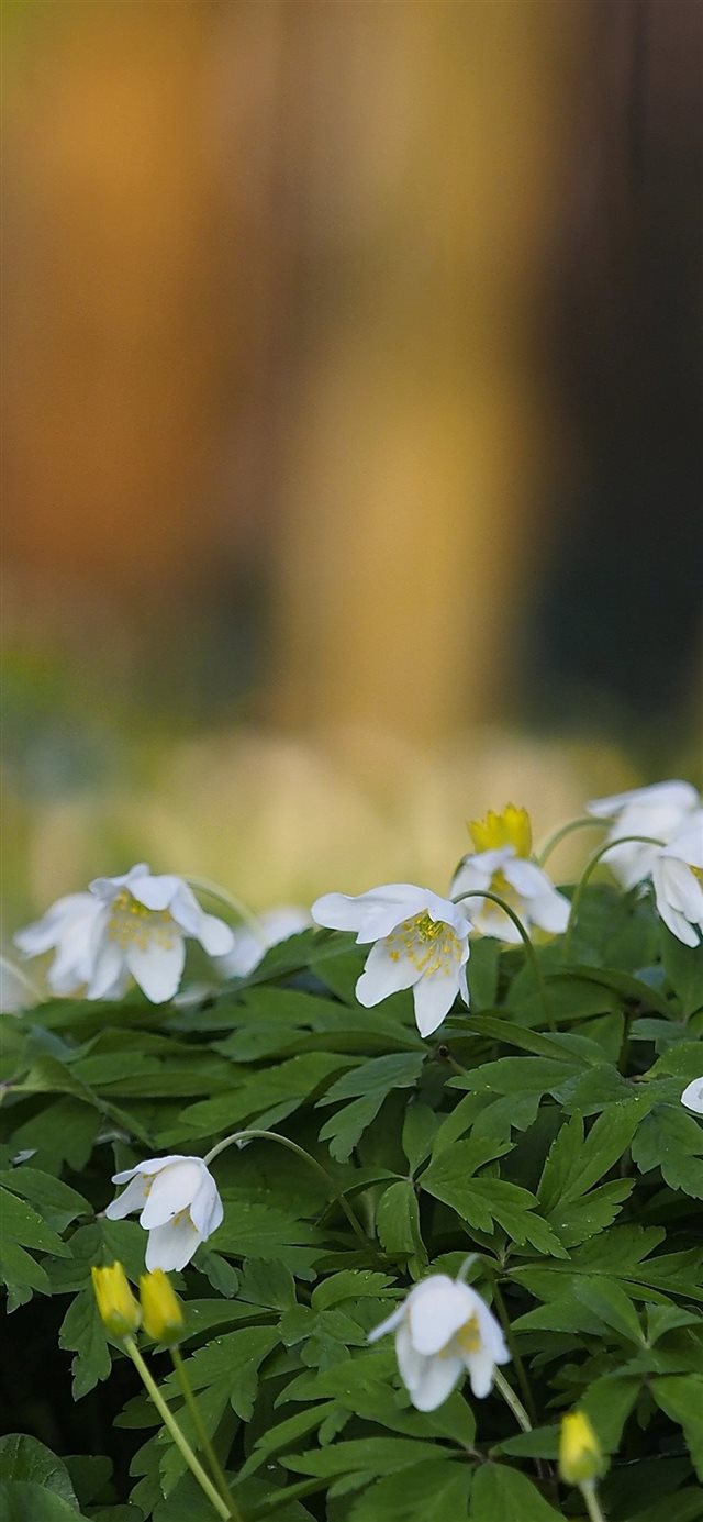 1125x2436 White flowers anemone spring 1125x2436 wallpaper b... - trends iPhone X Wallpaper