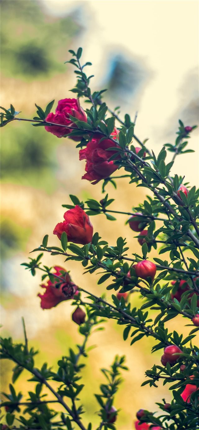 1125x2436 Red flowers twigs hazy spring 1242x2688 Max wallpa... - trends iPhone X Wallpaper