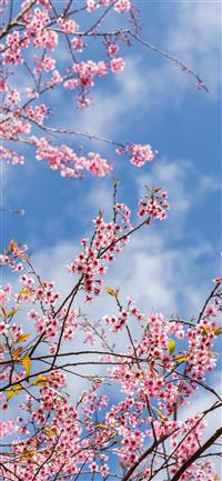 Spring sakura flowering pink flowers twigs 1125x24... wallpaper