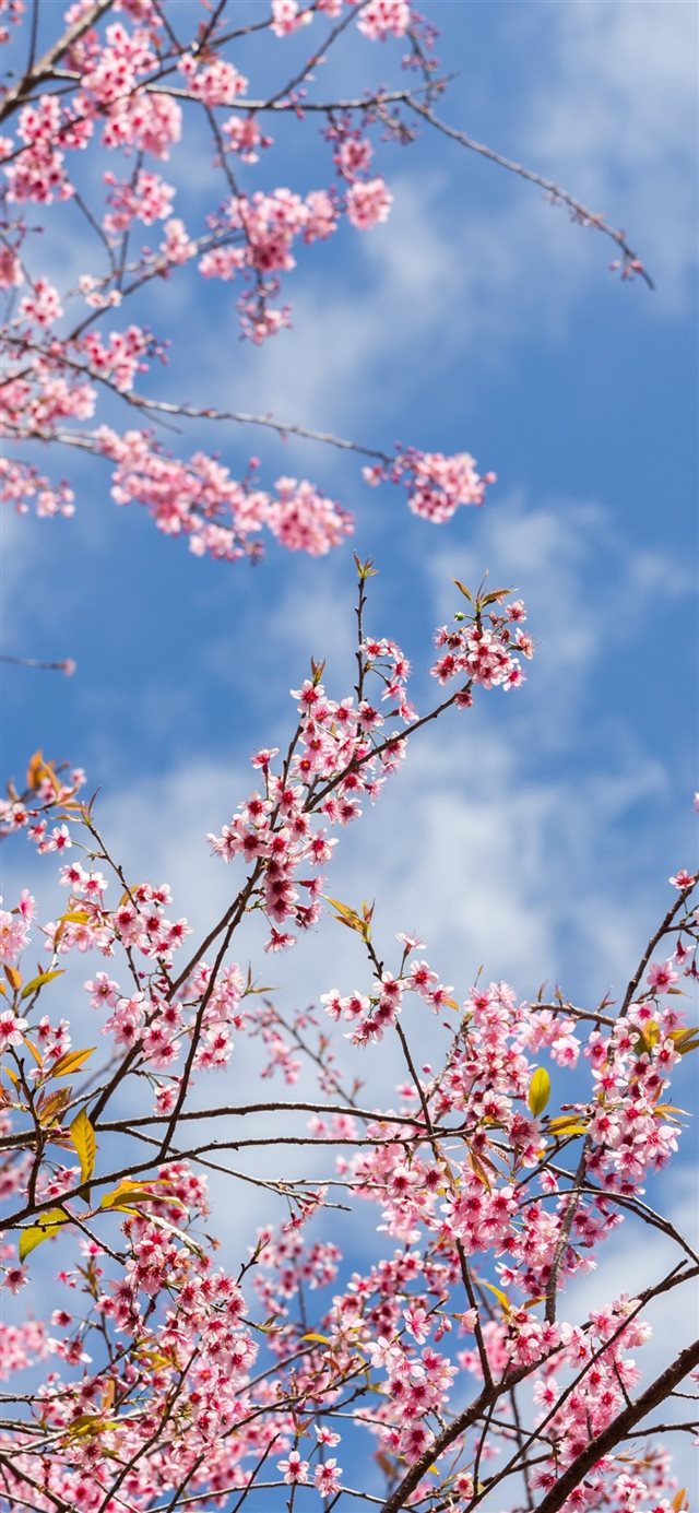 1125x2436 Spring sakura flowering pink flowers twigs 1125x24... - trends iPhone X Wallpaper