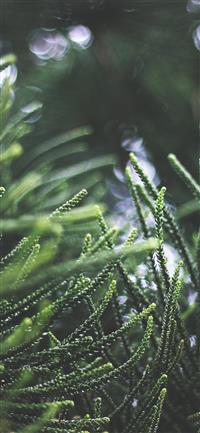 Apple nl76 tree green bokeh nature spring wallpaper