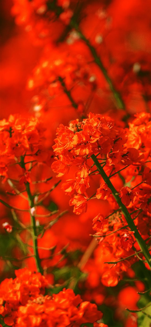 1125x2436 Apple mq18 red flower spring fun nature - trends iPhone X Wallpaper