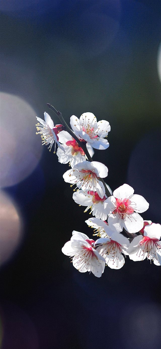 1125x2436 Apple mq24 spring flower sakura nature tree flare ... - spring  iphone iPhone X Wallpaper