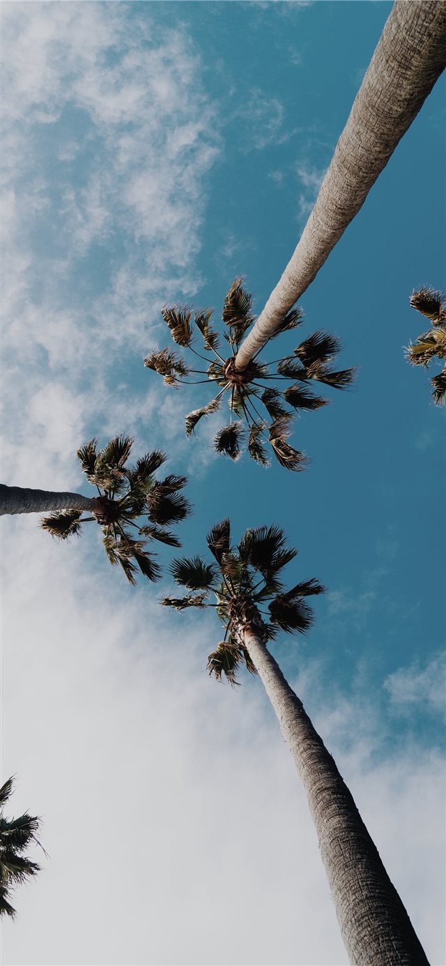 1125x2436 worms eyeview photography of coconut trees - blue iPhone X Wallpaper