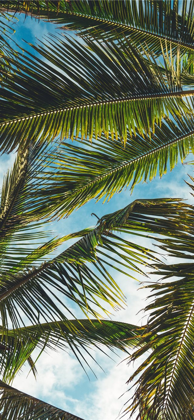1125x2436 coconut tree leaves under blue sky during daytime - palm tree iPhone X Wallpaper