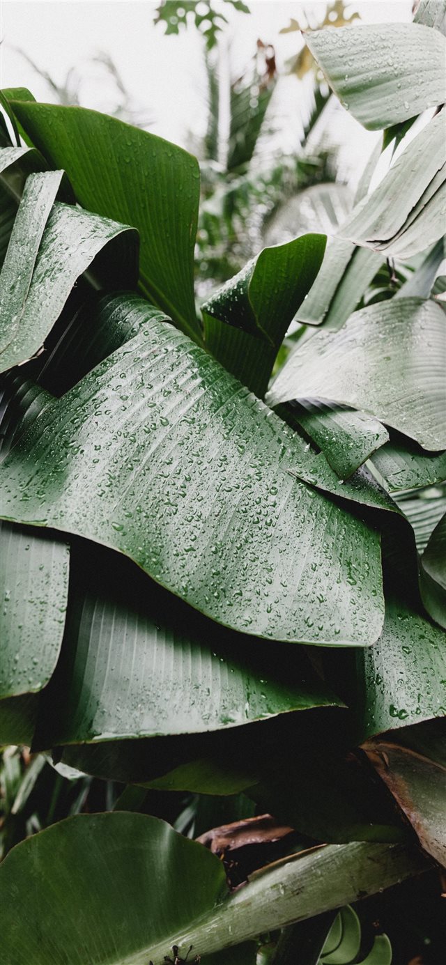 1125x2436 green tree - green iPhone X Wallpaper