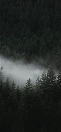 aerial photo of trees wallpaper