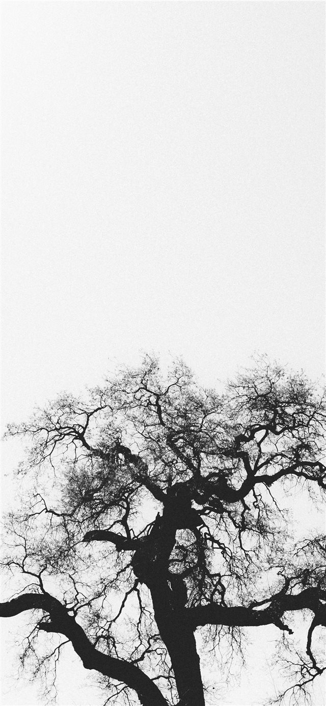 1125x2436 silhouette of bare tree - grey iPhone X Wallpaper