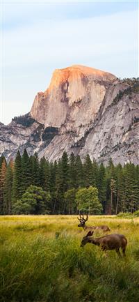 two brown deer beside trees and mountain wallpaper
