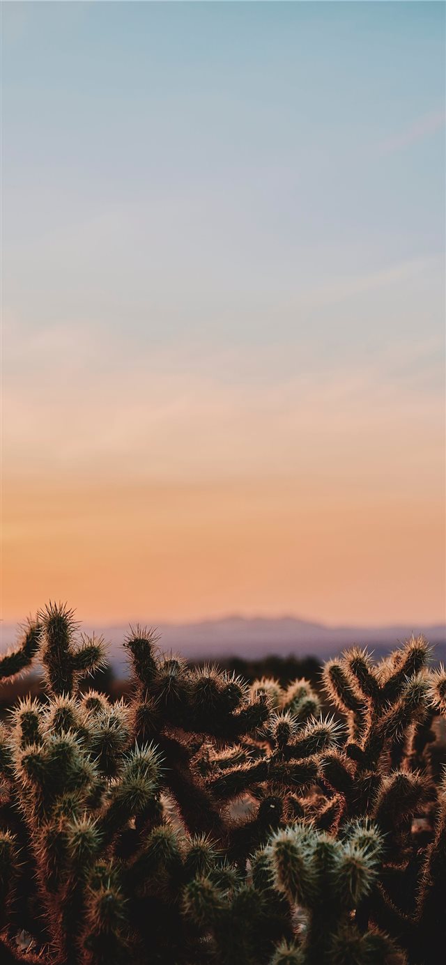 1125x2436 closeup photo of cactus under white and blue sky d... - tree iPhone X Wallpaper