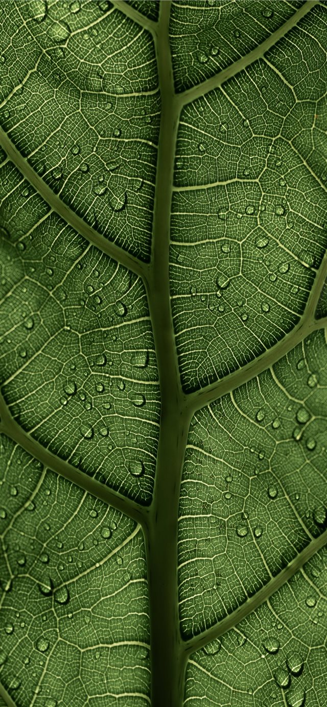 1125x2436 A Ficus Lyrata Leaf in the sunlight 2 2 IG clay ba... - usa iPhone X Wallpaper