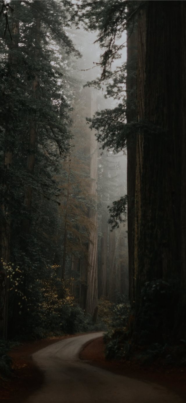 1125x2436 green trees under white sky during daytime - art iPhone X Wallpaper