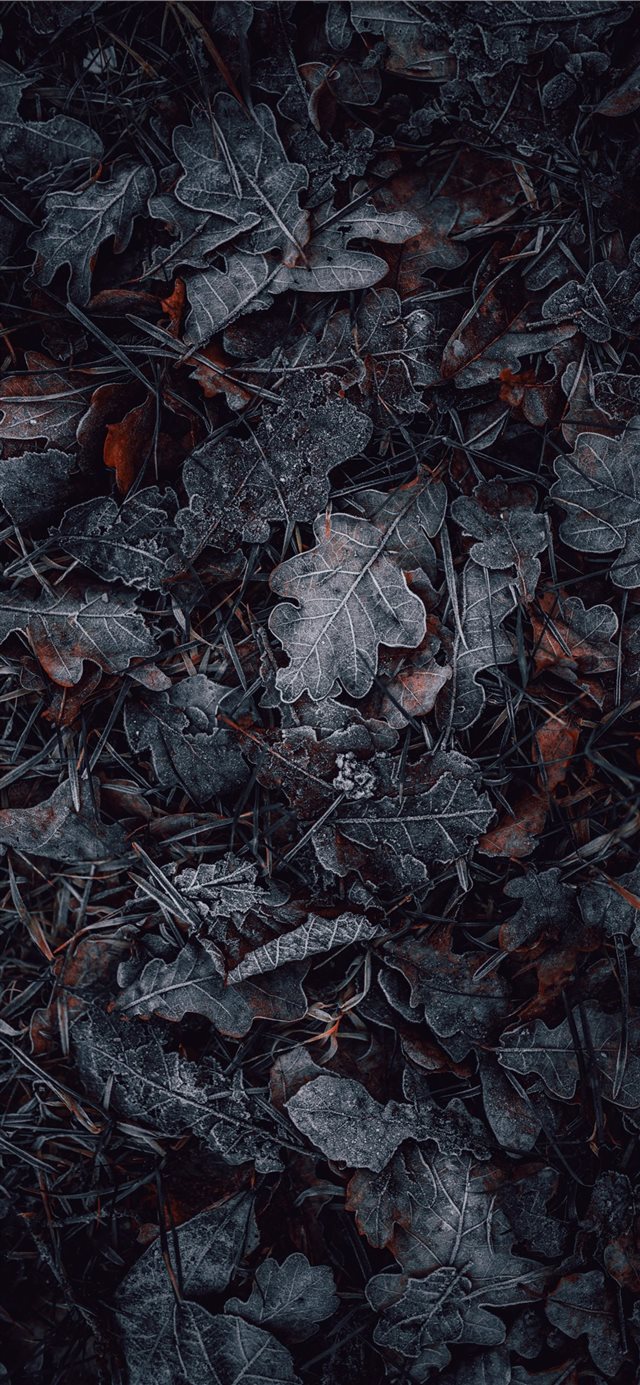 1125x2436 macro photography of gray and brown leaves - snow iPhone X Wallpaper