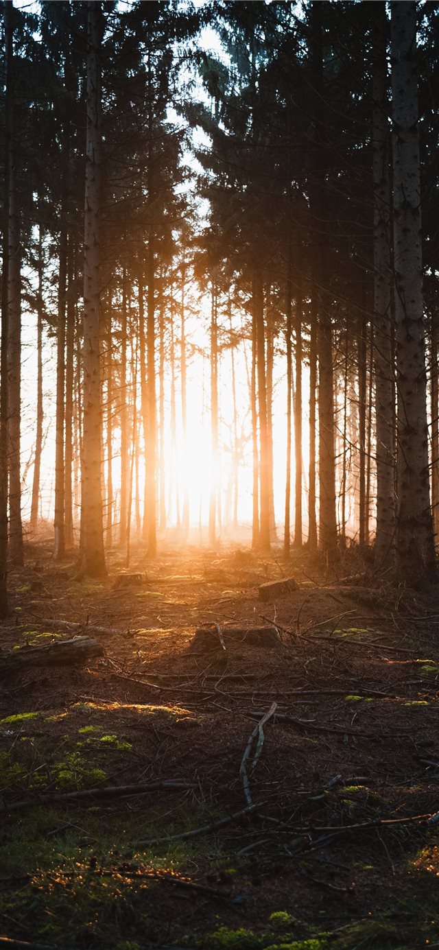 1125x2436 green trees during daytime - germany iPhone X Wallpaper