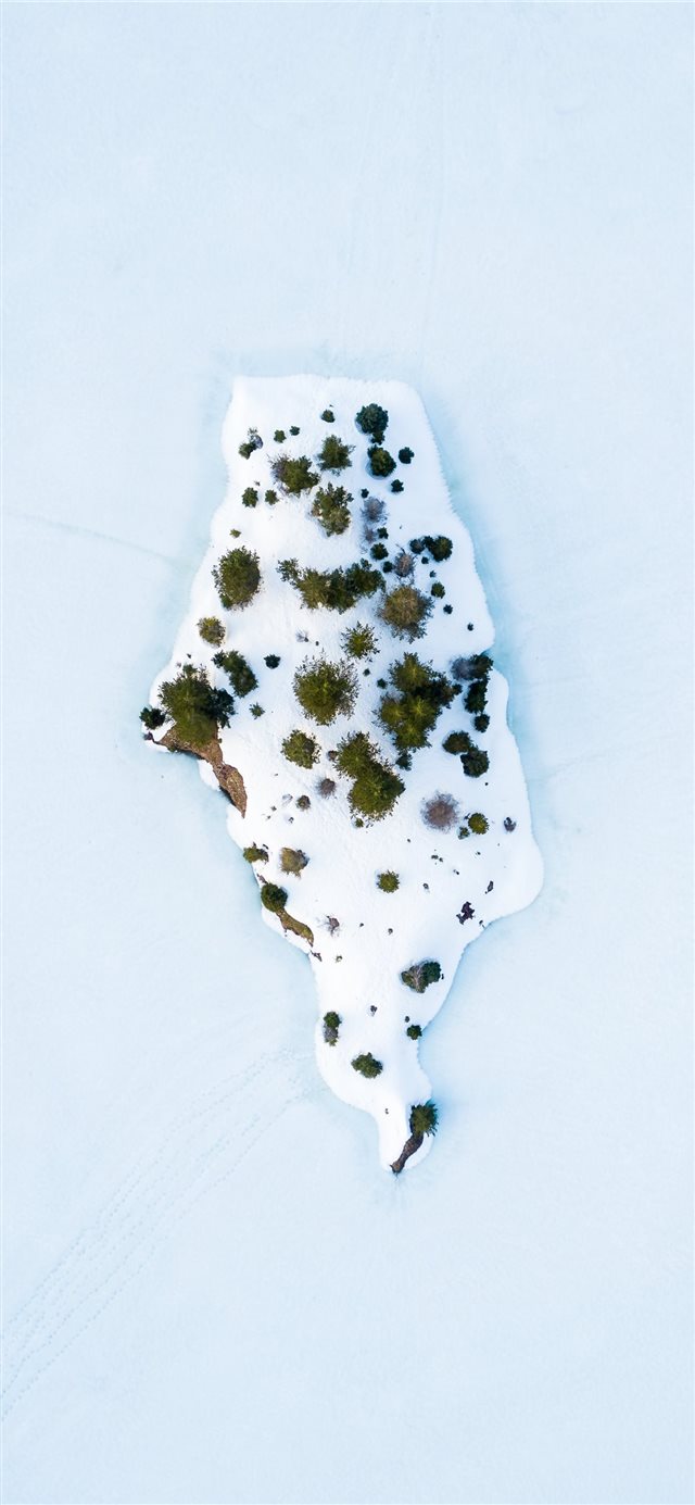 1125x2436 green plant on white paint - winter iPhone X Wallpaper