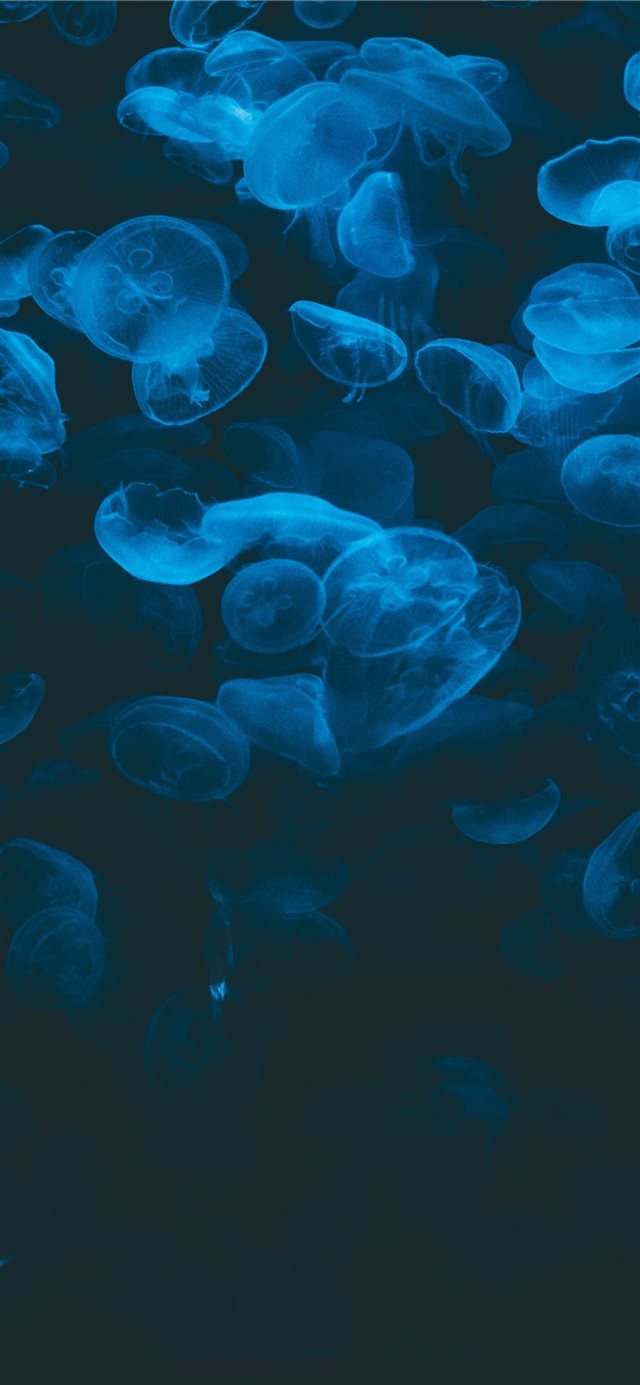 1125x2436 closeup photo of jellyfish - aquarium iPhone X Wallpaper