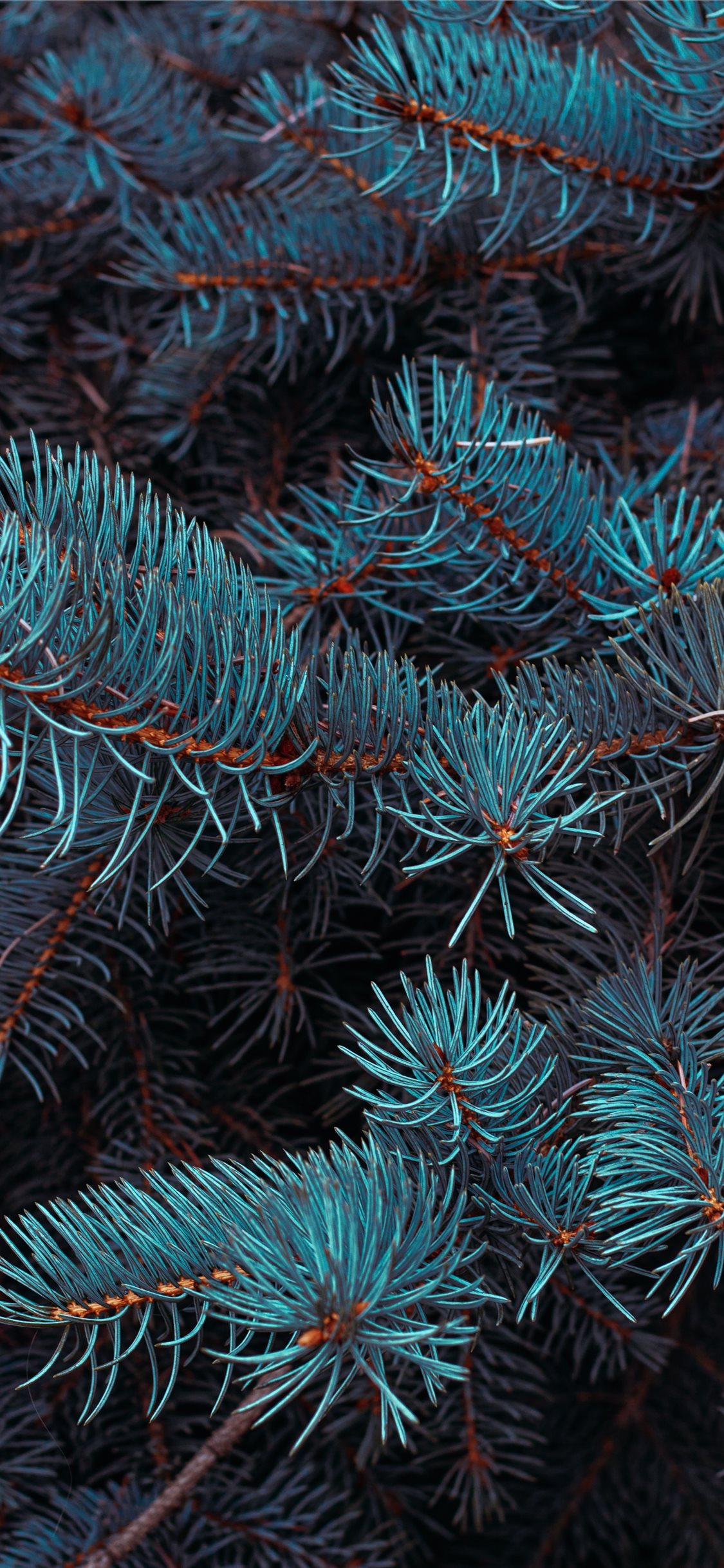 green pine tree in close up photography iPhone X Wallpapers Free Download