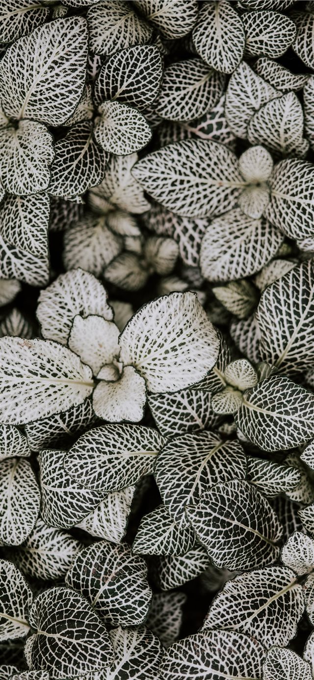 1125x2436 grayscale photography of plants - grey iPhone X Wallpaper