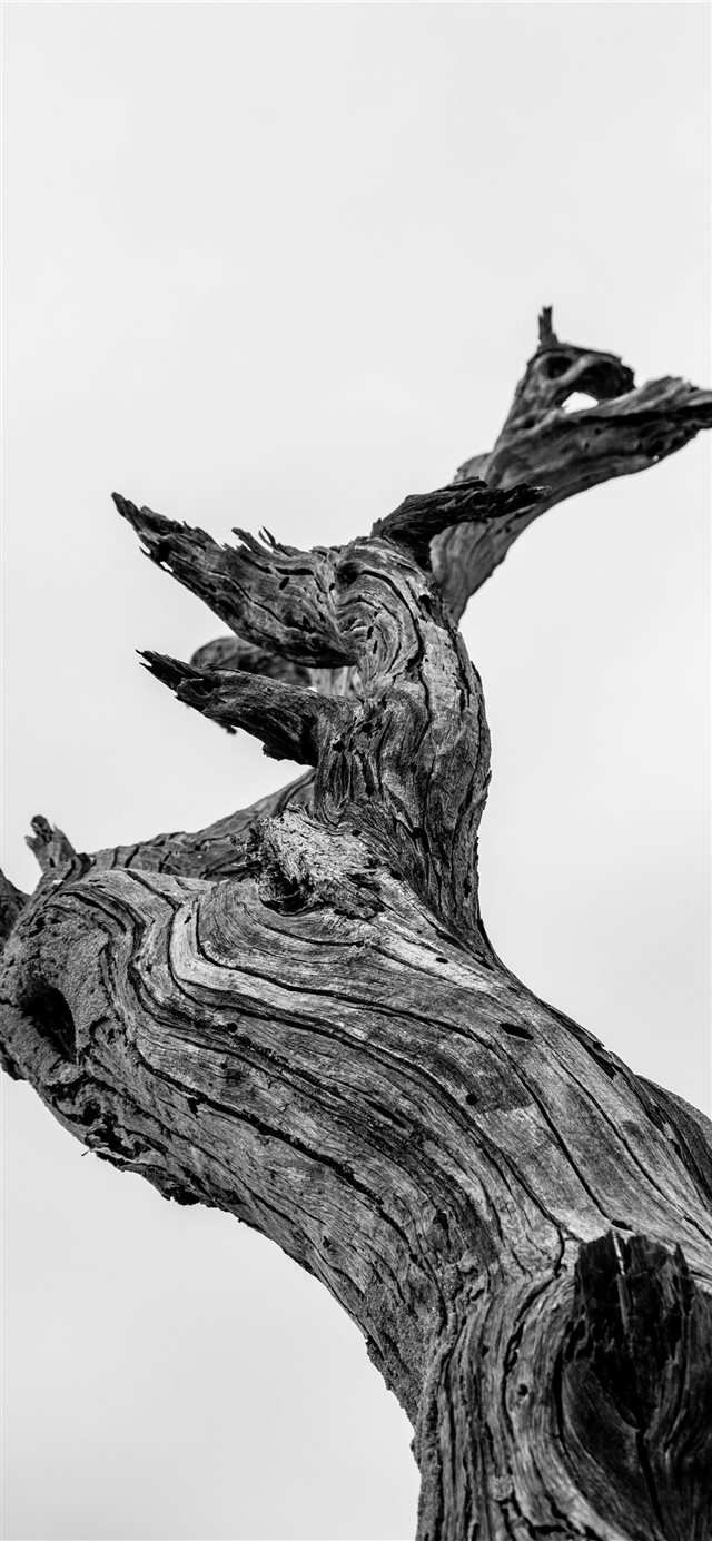 1125x2436 bare tree illustration - grey iPhone X Wallpaper