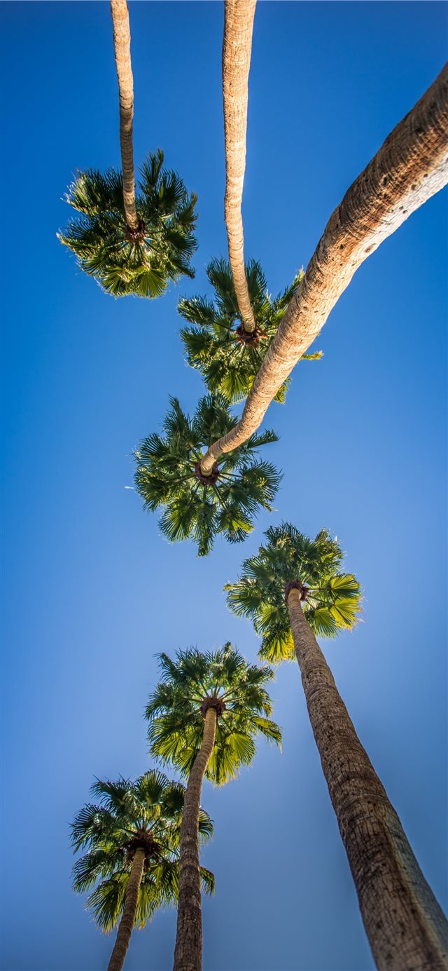 1125x2436 worm's eye view photo of green trees - tree iPhone X Wallpaper
