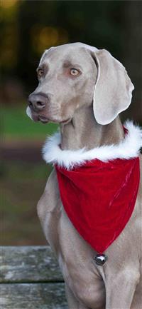 Christmas Love wallpaper