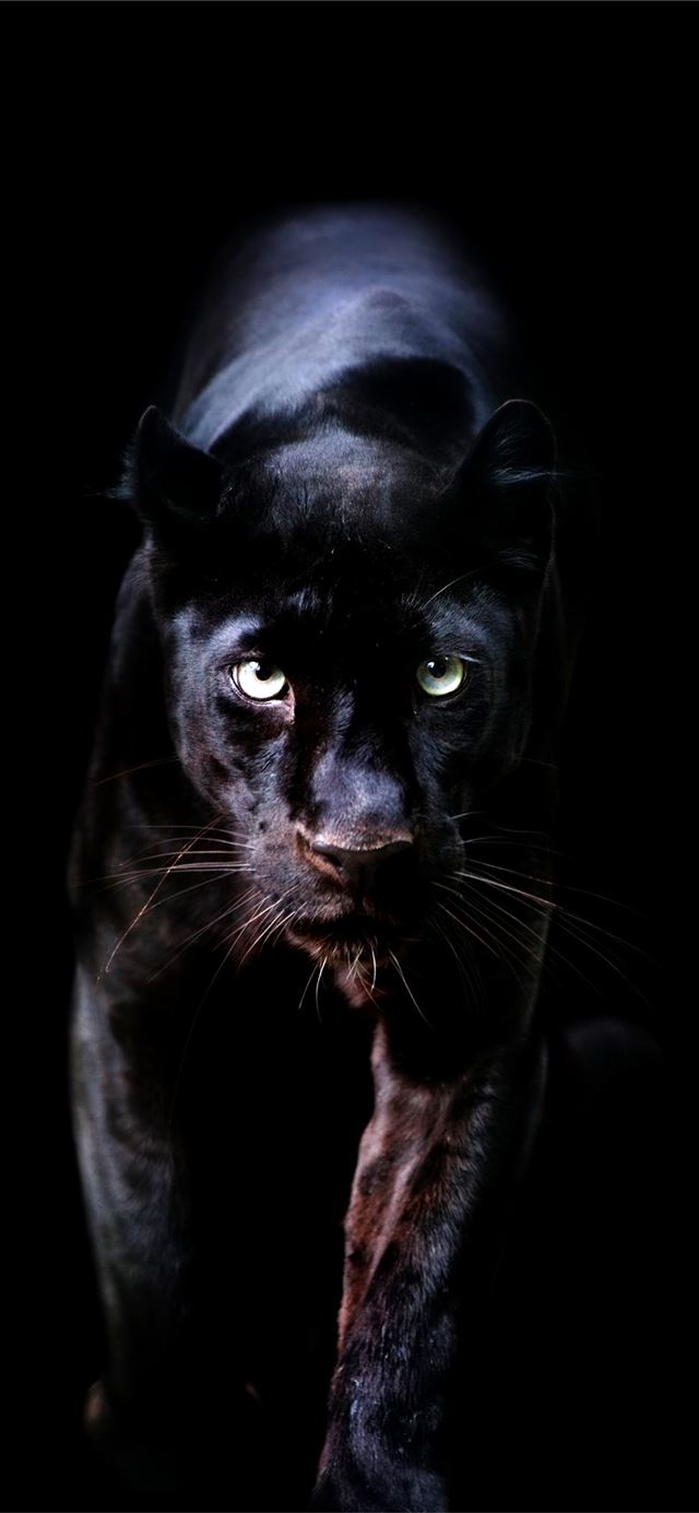 1125x2436 Animal Planet - golf celebrity iPhone X Wallpaper