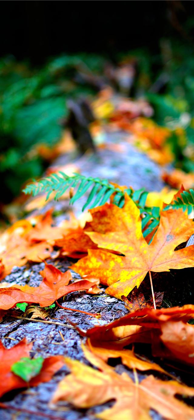 1125x2436 Warren Blake Dry Leaves Hd Hd - blake griffin iPhone X Wallpaper