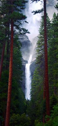 green and brown trees with water falls wallpaper