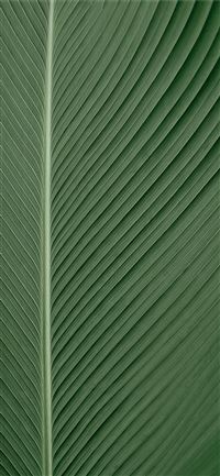 green and white striped textile wallpaper