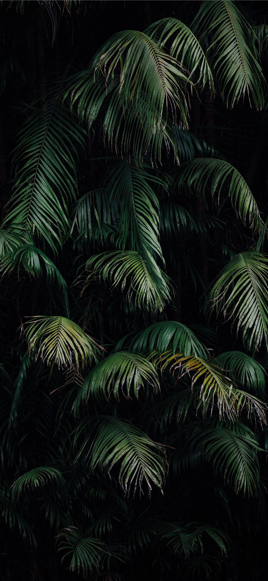 Best Jungle iPhone X HD Wallpapers - iLikeWallpaper