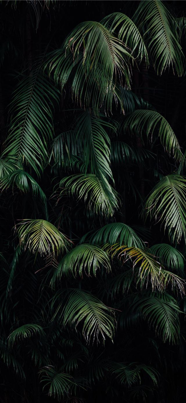 1125x2436 green palm tree during night time - grey iPhone X Wallpaper