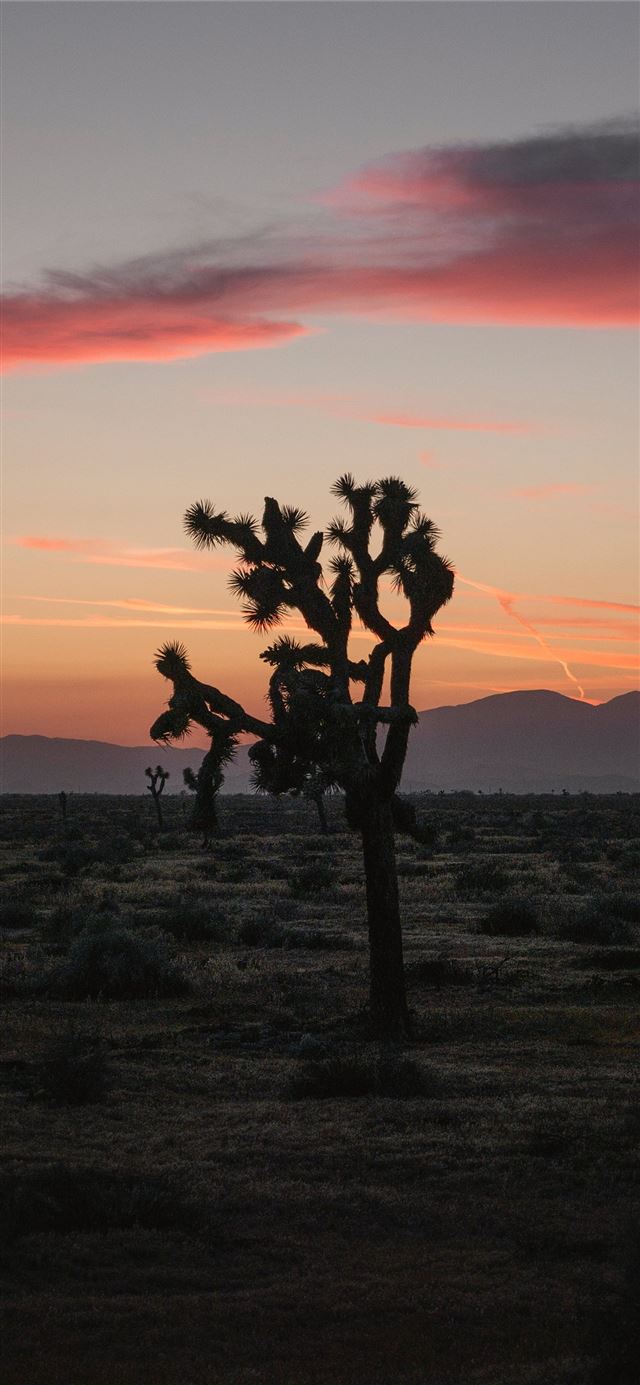 1125x2436 green tree - sky iPhone X Wallpaper