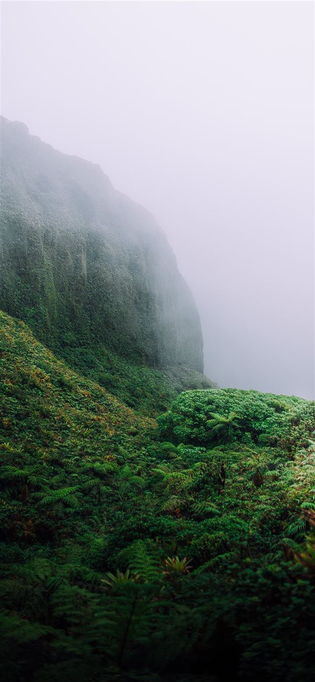 1125x2436 green leaf trees on mountain - grey iPhone X Wallpaper