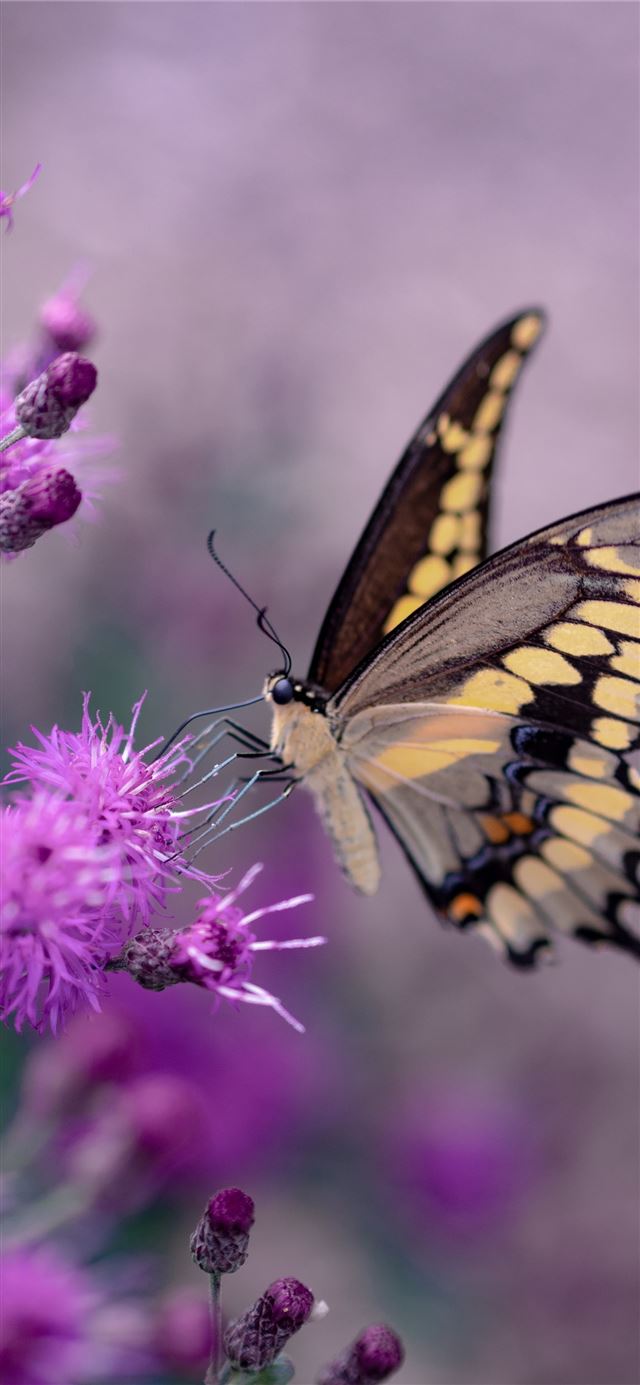 1125x2436 shallow focus photography of yellow and black butt... - purple iPhone X Wallpaper
