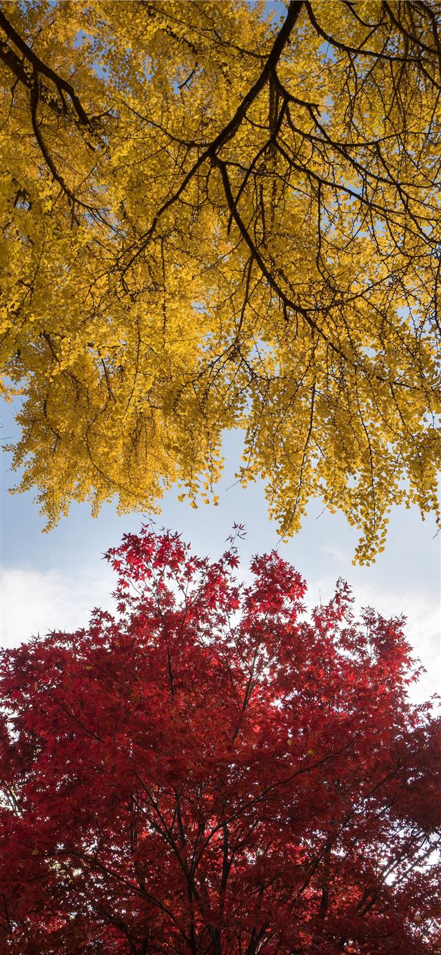 1125x2436 wormseye view of trees under blue sky - fall iPhone X Wallpaper