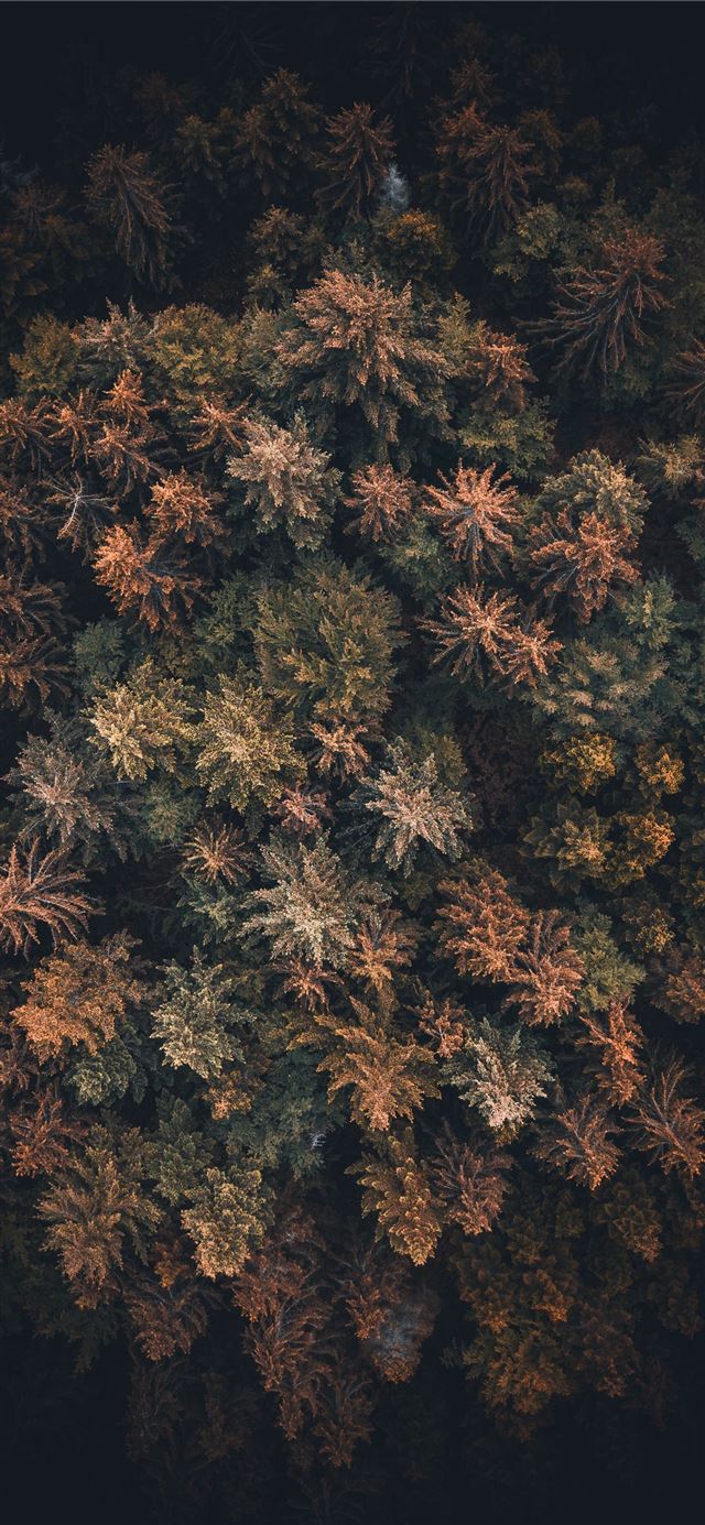 1125x2436 bird's eye view of trees - landscape iPhone X Wallpaper