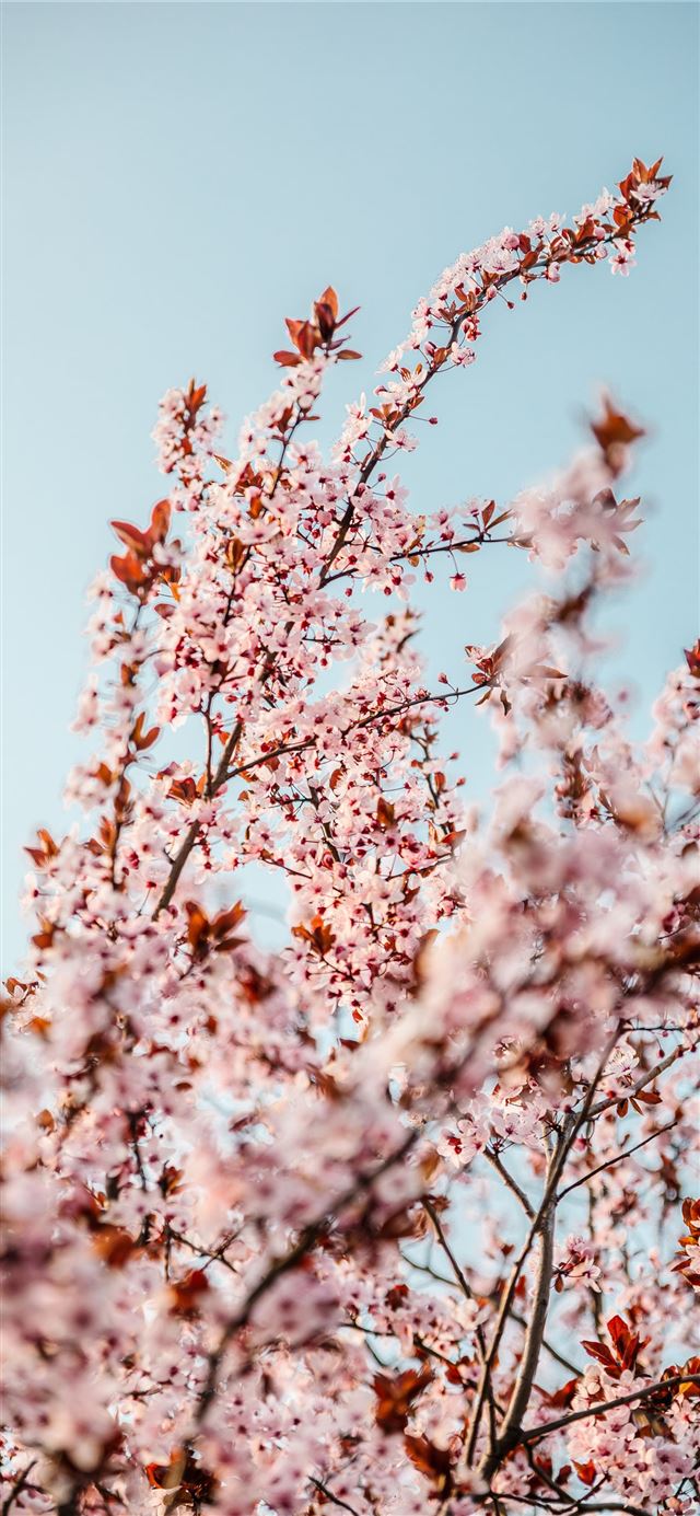 1125x2436 white cherry blossom tree during daytime - grey iPhone X Wallpaper